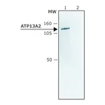 Merck Anti-ATP13A2 (C-terminal) antibody produced in rabbit