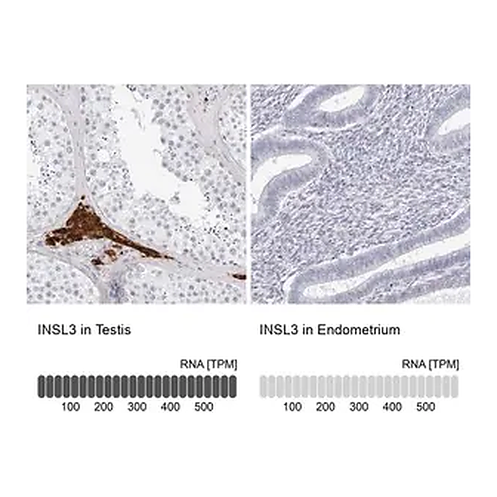 Merck Anti-INSL3 antibody produced in rabbit