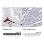 Merck Anti-INSL3 antibody produced in rabbit