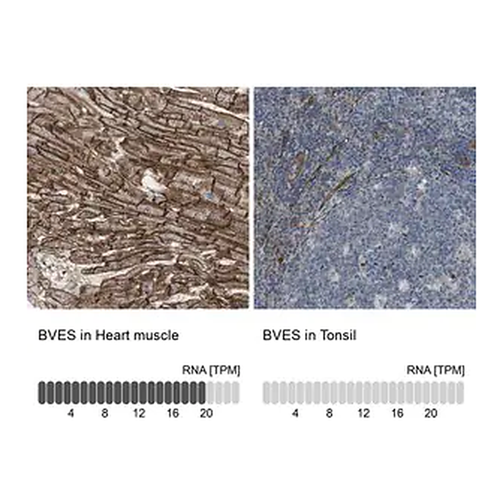 Merck Anti-BVES antibody produced in rabbit