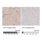 Merck Anti-TJP1 antibody produced in rabbit