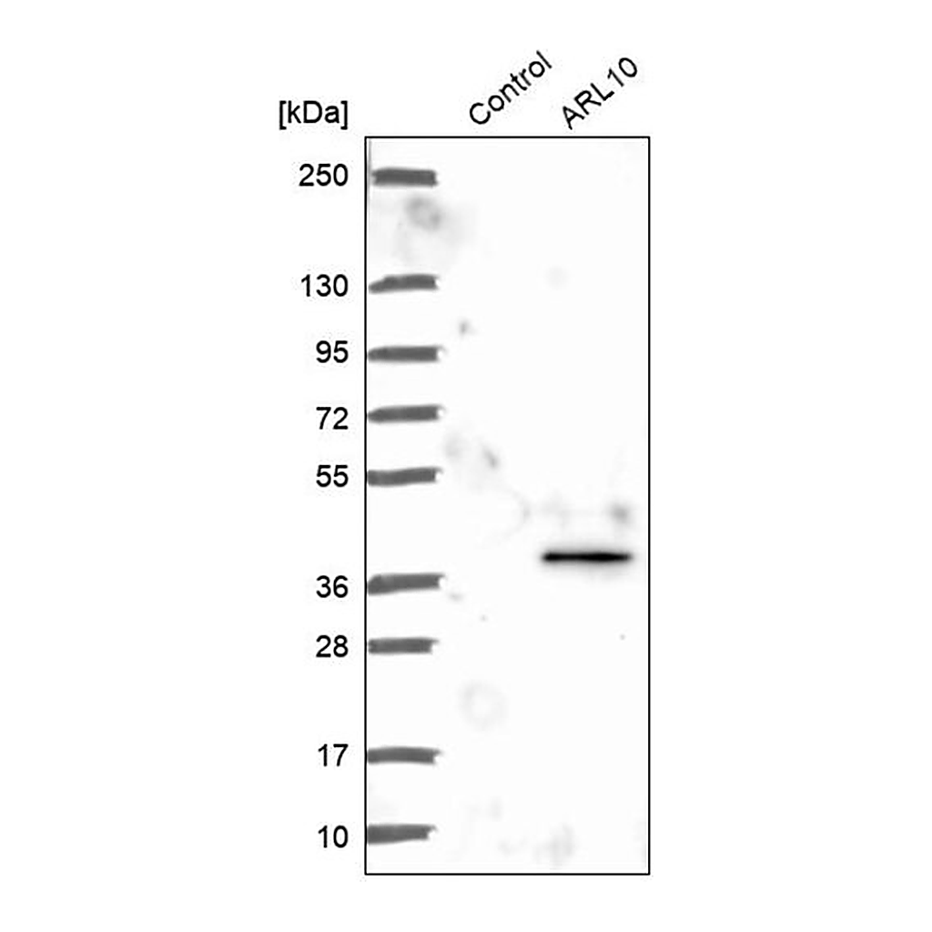 Merck Anti-ARL10 antibody produced in rabbit