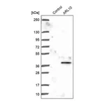 Merck Anti-ARL10 antibody produced in rabbit