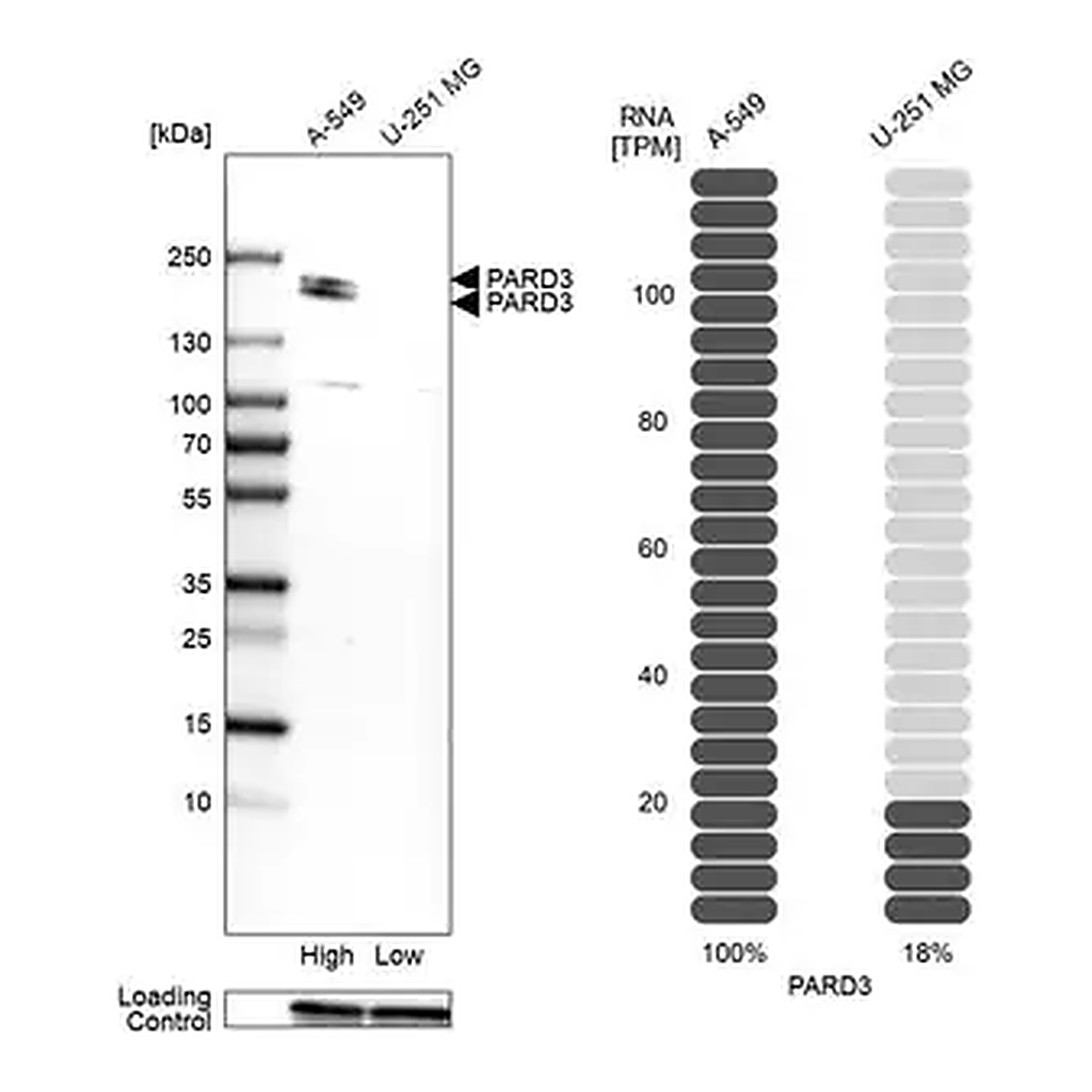 Merck Anti-PARD3 antibody produced in rabbit