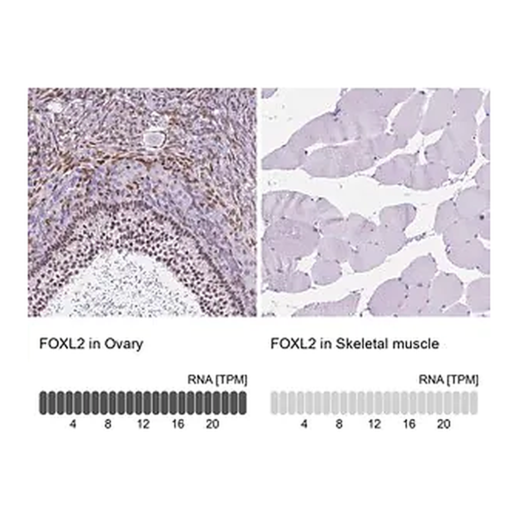Merck Anti-FOXL2 antibody produced in rabbit