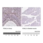 Merck Anti-FOXL2 antibody produced in rabbit