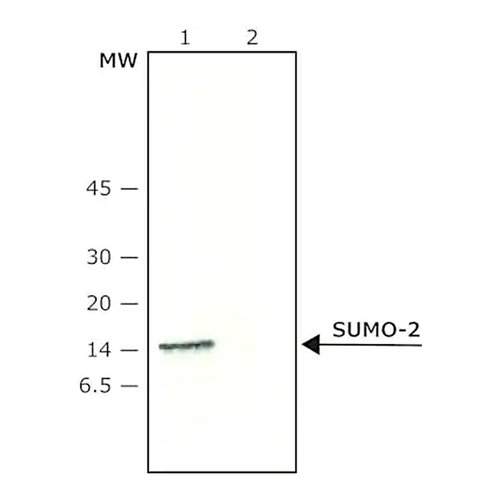 Merck Anti-SUMO-2 antibody produced in rabbit