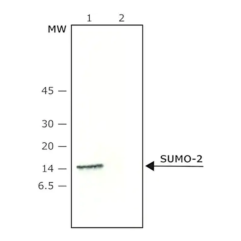 Merck Anti-SUMO-2 antibody produced in rabbit