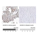 Merck Anti-SLC6A14 antibody produced in rabbit