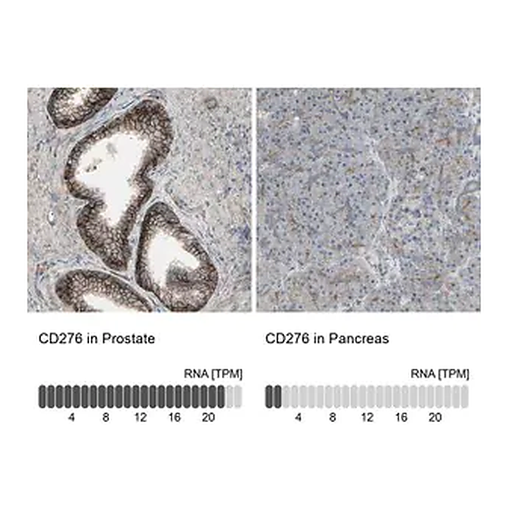 Merck Anti-CD276 antibody produced in rabbit