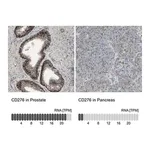 Merck Anti-CD276 antibody produced in rabbit