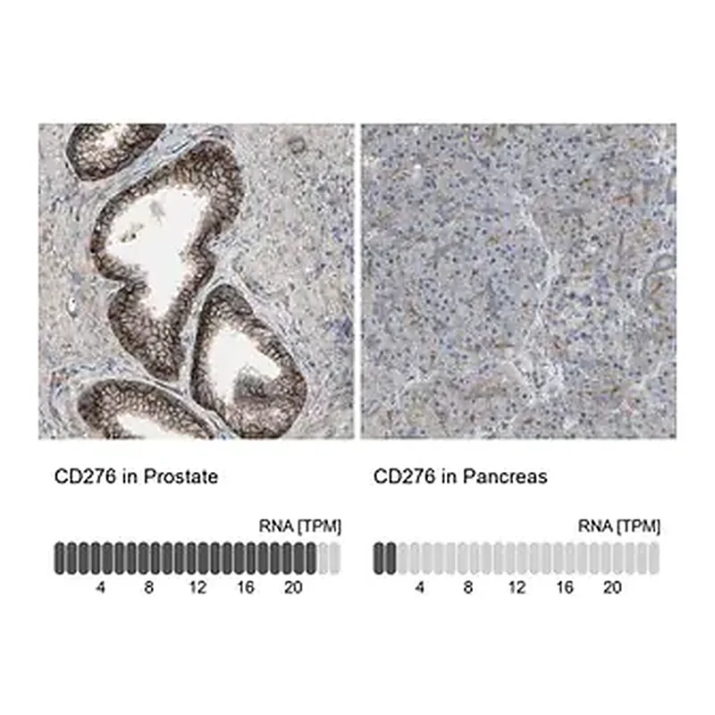 Merck Anti-CD276 antibody produced in rabbit