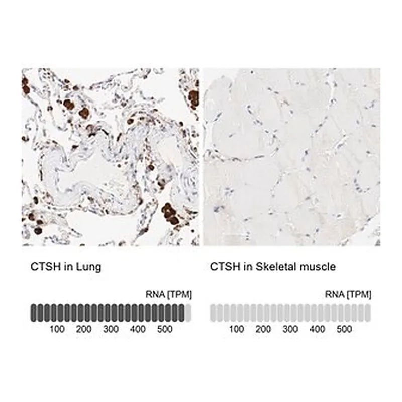 Merck Anti-CTSH antibody produced in rabbit