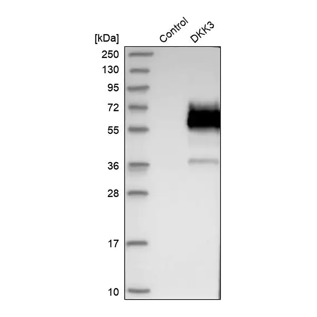 Merck Anti-DKK3 antibody produced in rabbit