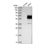 Merck Anti-DKK3 antibody produced in rabbit