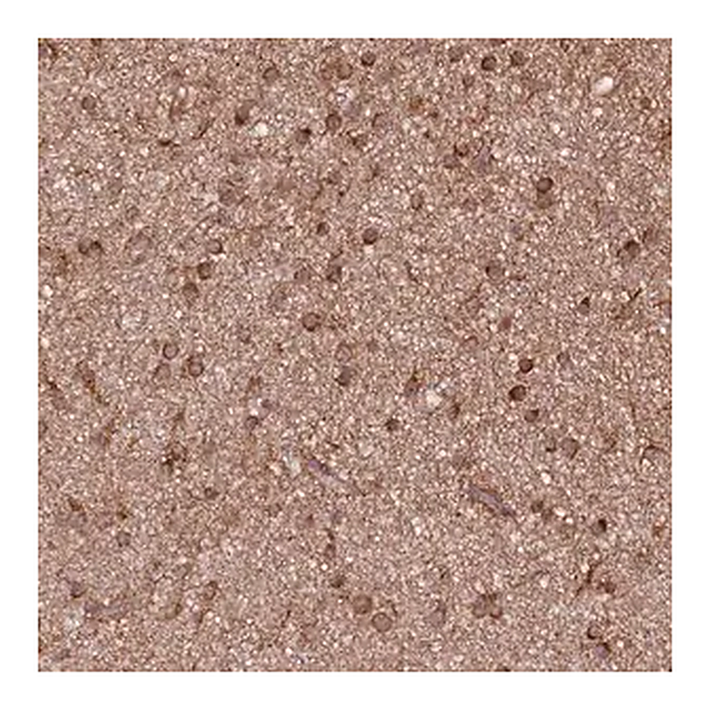 Merck Anti-PHLDB1 antibody produced in rabbit