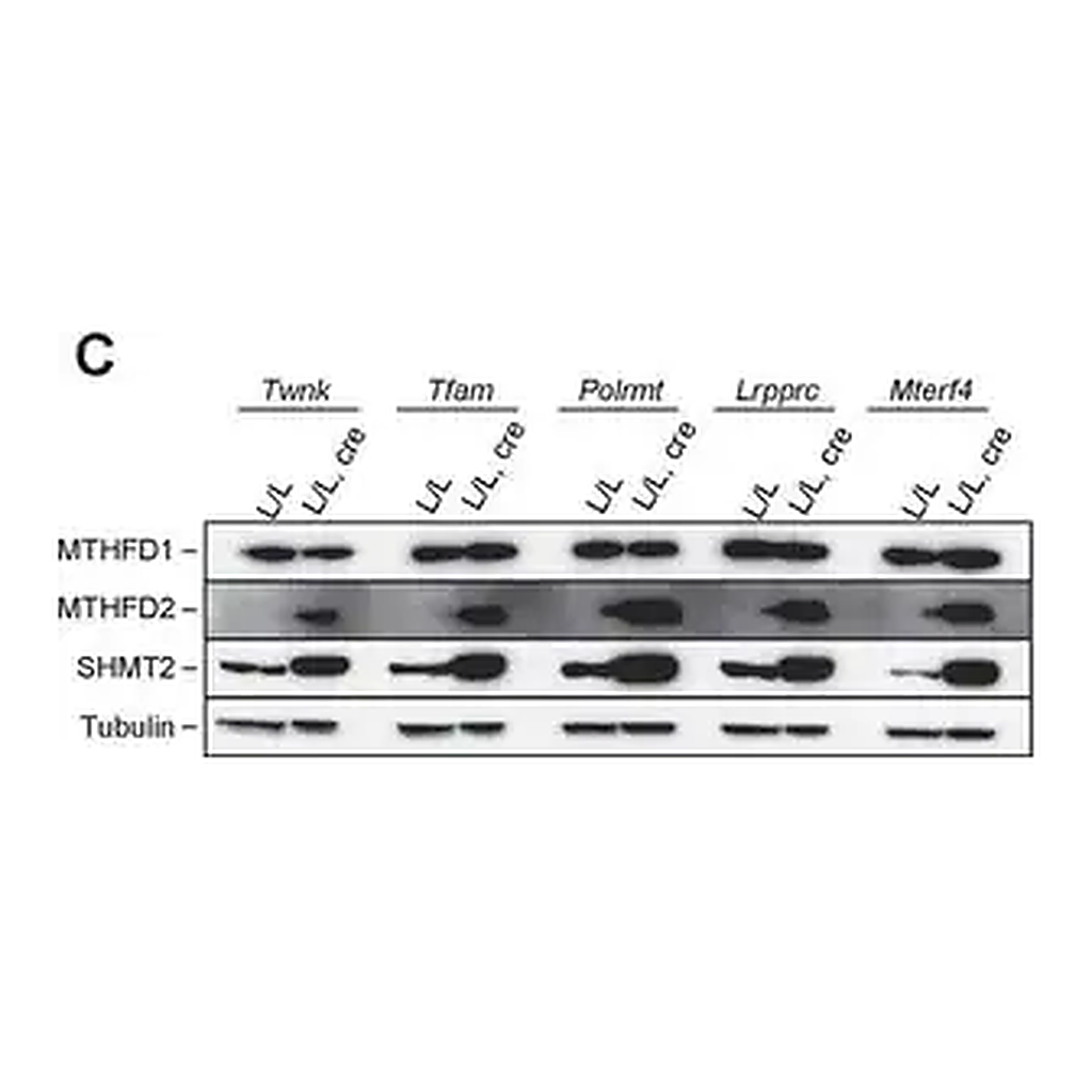 Merck Anti-SHMT2 antibody produced in rabbit