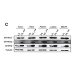Merck Anti-SHMT2 antibody produced in rabbit