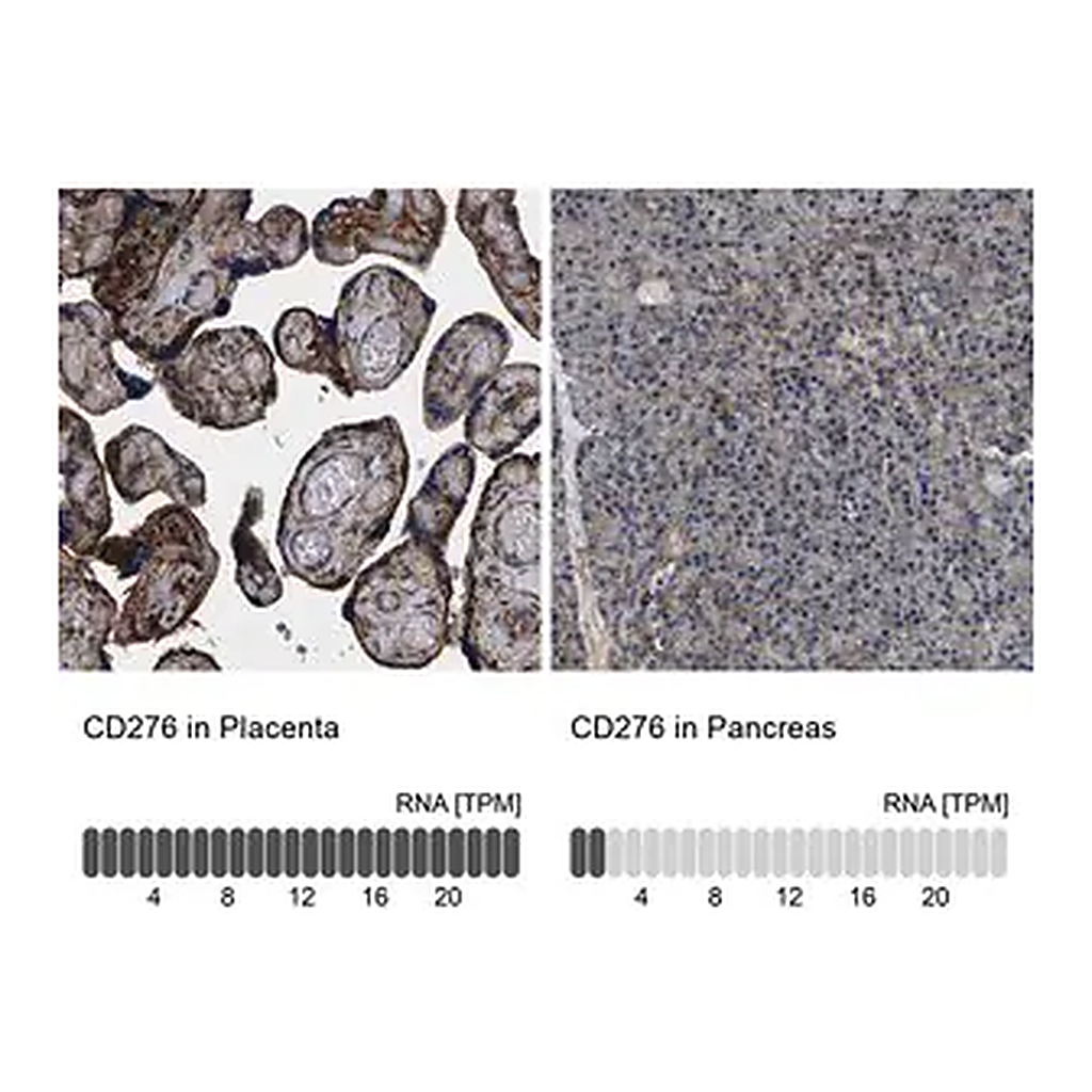 Merck Anti-CD276 antibody produced in rabbit