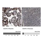 Merck Anti-CD276 antibody produced in rabbit