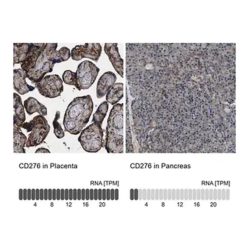 Merck Anti-CD276 antibody produced in rabbit