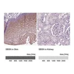 Merck Anti-SBSN antibody produced in rabbit