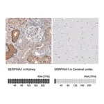 Merck Anti-SERPINA1 antibody produced in rabbit