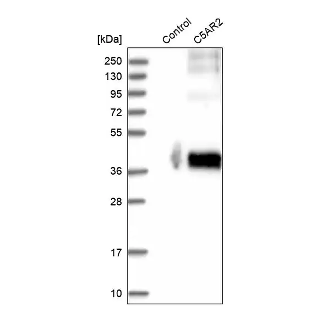 Merck Anti-C5AR2 antibody produced in rabbit