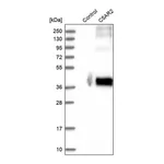 Merck Anti-C5AR2 antibody produced in rabbit