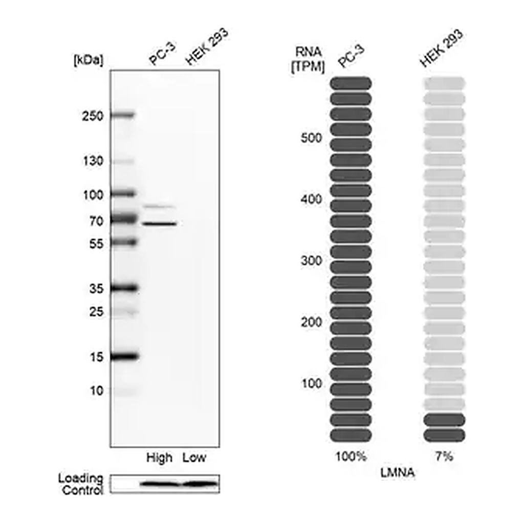 Merck Anti-LMNA antibody produced in rabbit