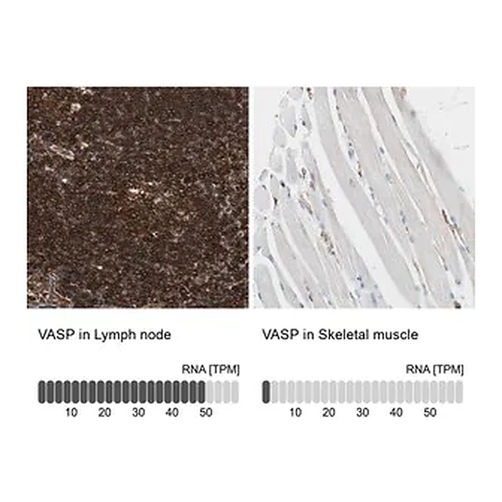 Merck Anti-VASP antibody produced in rabbit