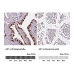 Merck Anti-AK1 antibody produced in rabbit