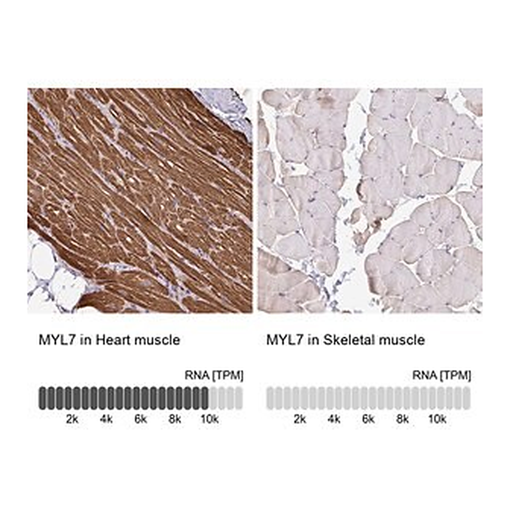 Merck Anti-MYL7 antibody produced in rabbit