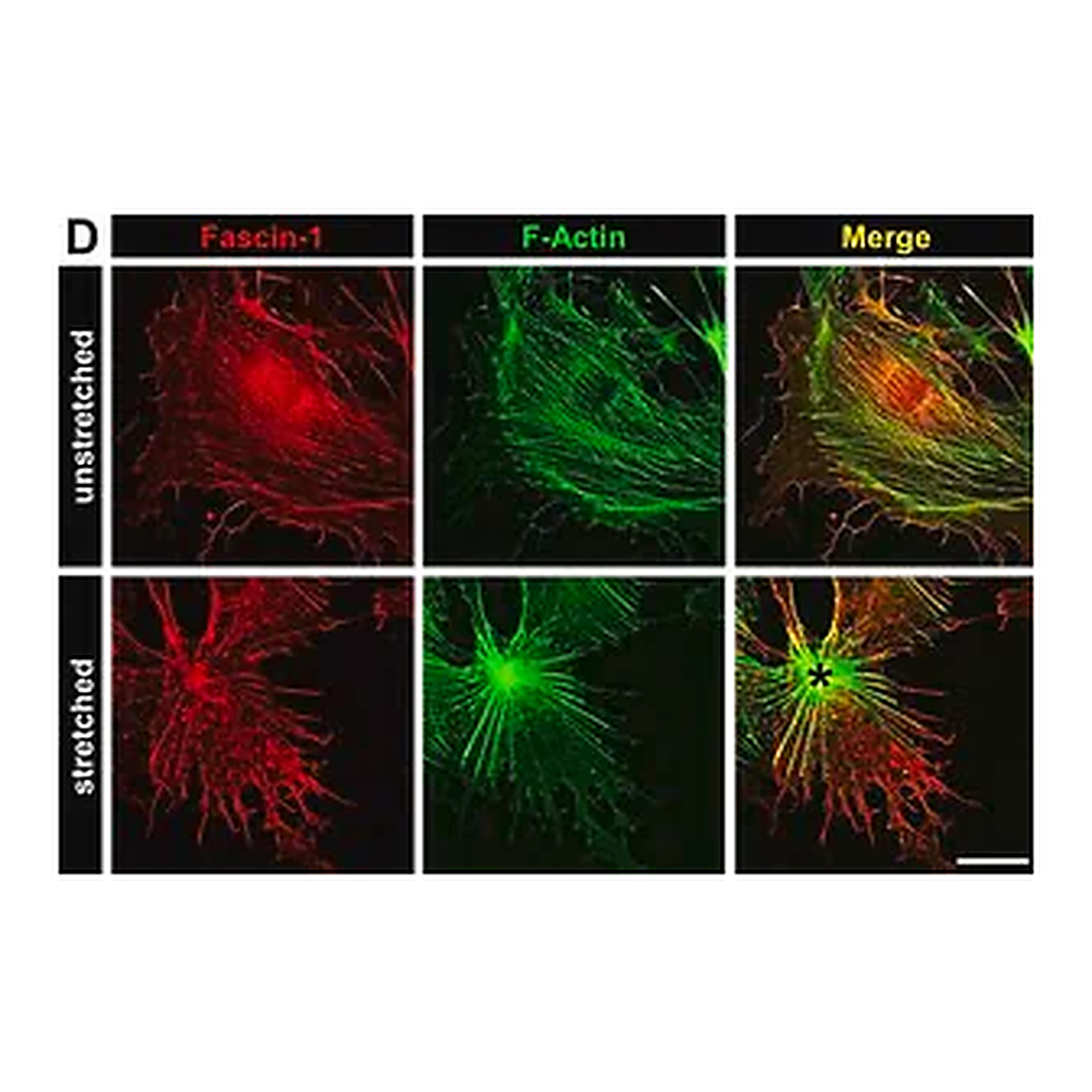 Merck Anti-FSCN1 antibody produced in rabbit