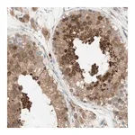Merck Anti-MANF antibody produced in rabbit
