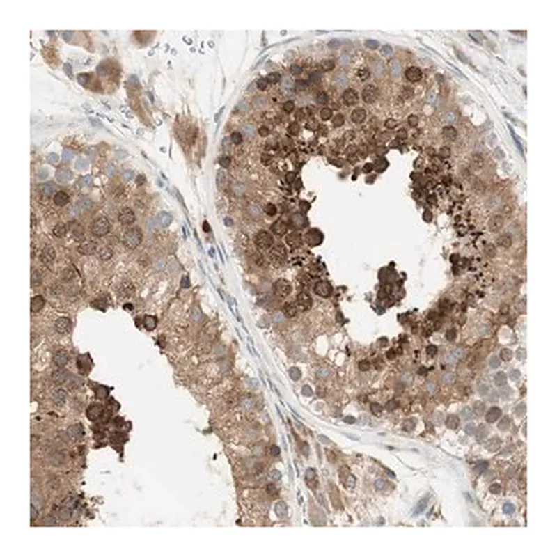 Merck Anti-MANF antibody produced in rabbit
