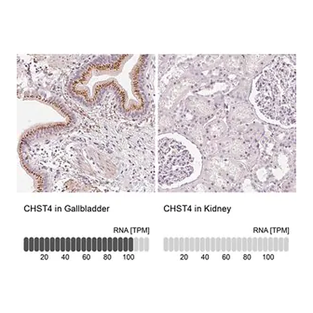 Merck Anti-CHST4 antibody produced in rabbit