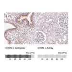 Merck Anti-CHST4 antibody produced in rabbit