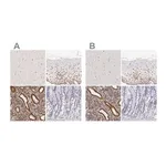 Merck Anti-ESR1 antibody produced in rabbit