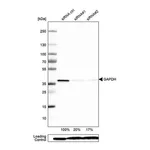 Merck Monoclonal Anti-GAPDH antibody produced in mouse
