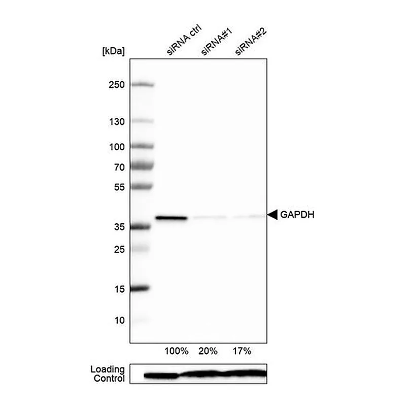 Merck Monoclonal Anti-GAPDH antibody produced in mouse