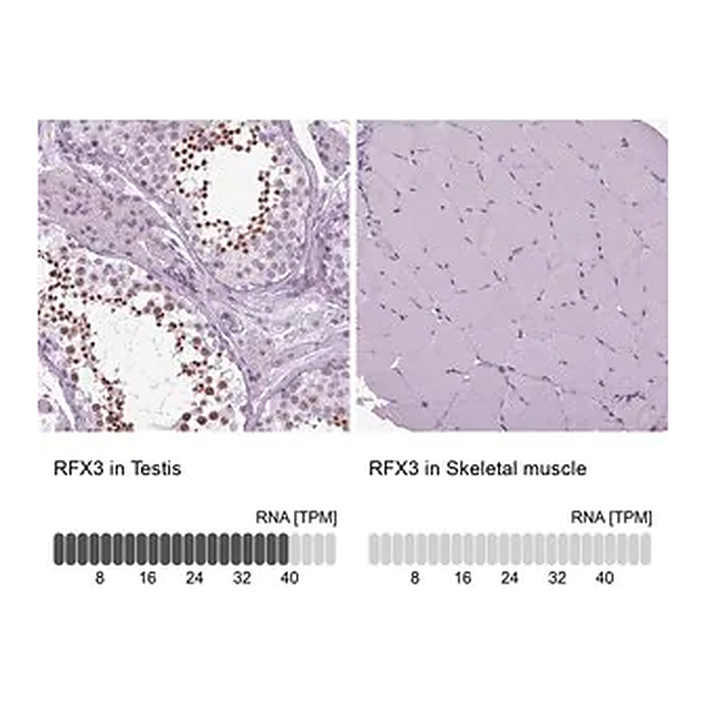 Merck Anti-RFX3 antibody produced in rabbit