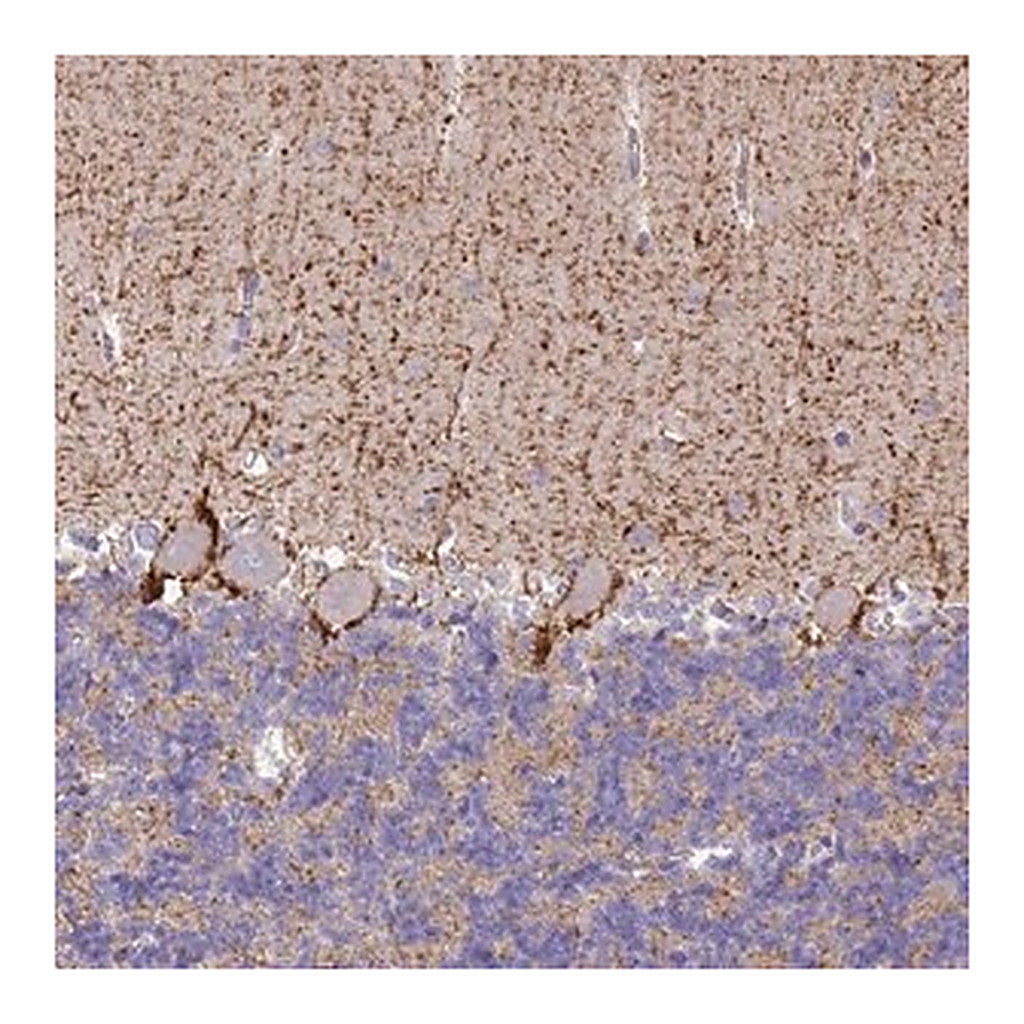 Merck Anti-SLC6A1 antibody produced in rabbit