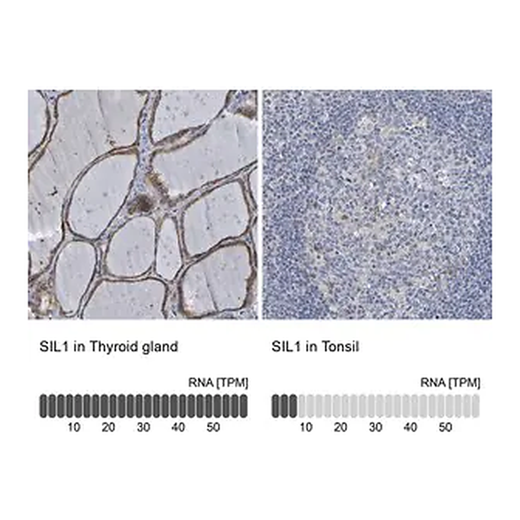 Merck Anti-SIL1 antibody produced in rabbit