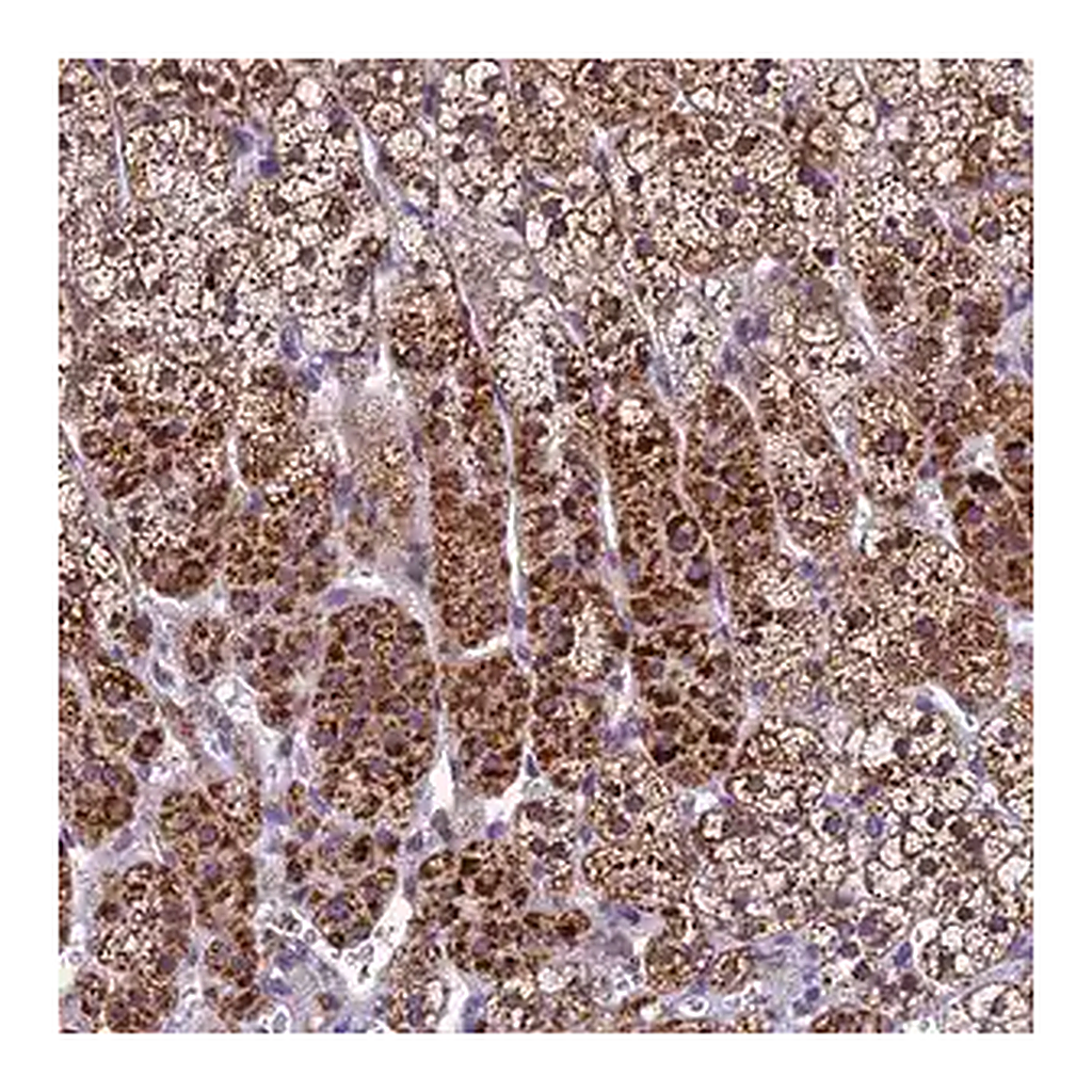 Merck Anti-CARS2 antibody produced in rabbit