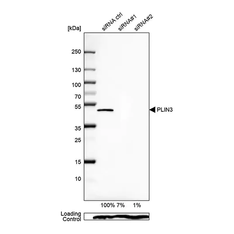 Merck Anti-PLIN3 antibody produced in rabbit