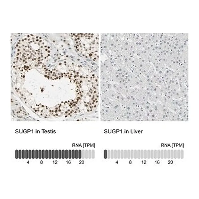 Merck Anti-SUGP1 antibody produced in rabbit