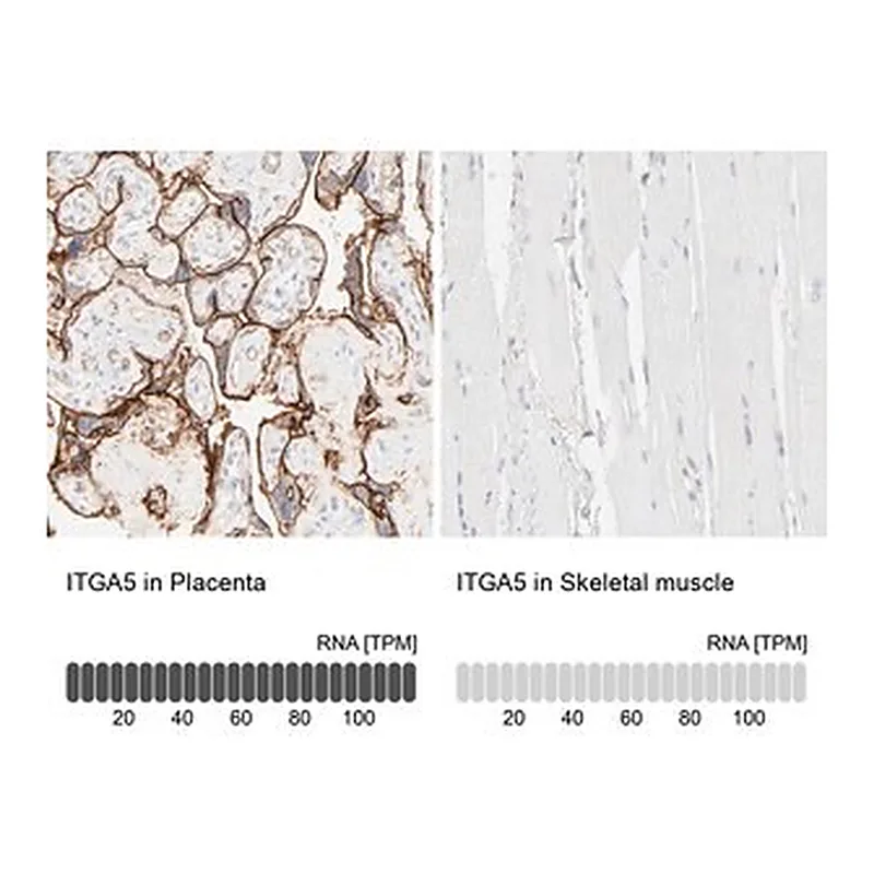 Merck Anti-ITGA5 antibody produced in rabbit