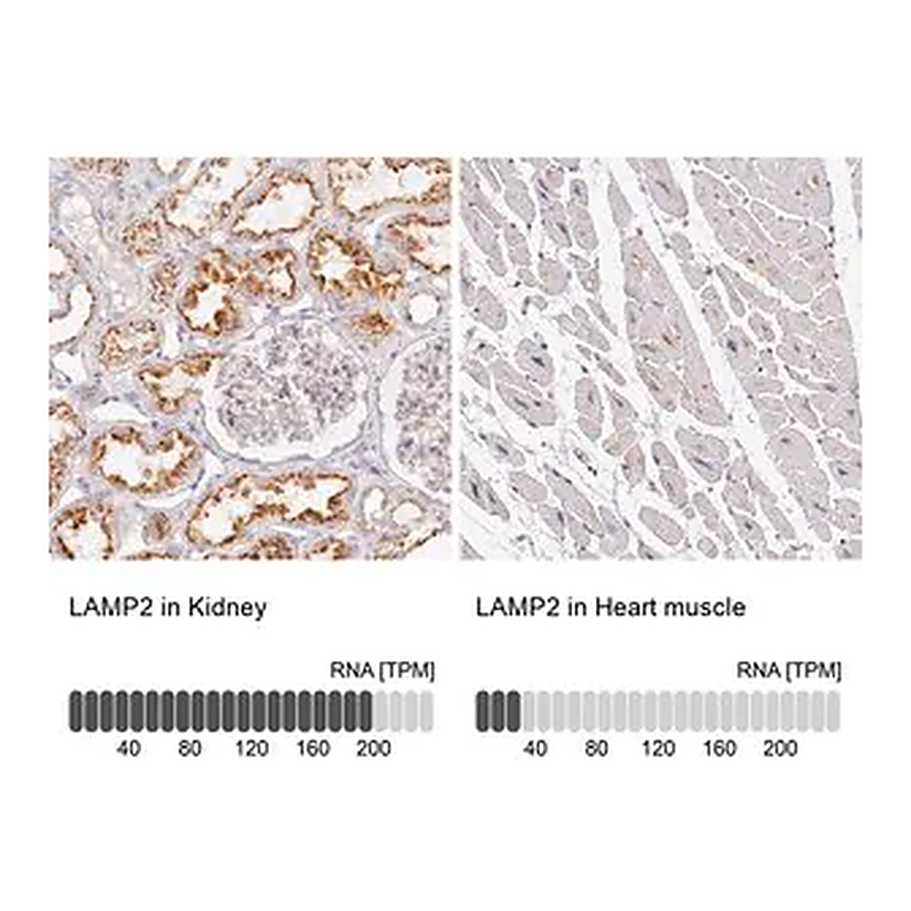 Merck Anti-LAMP2 antibody produced in rabbit