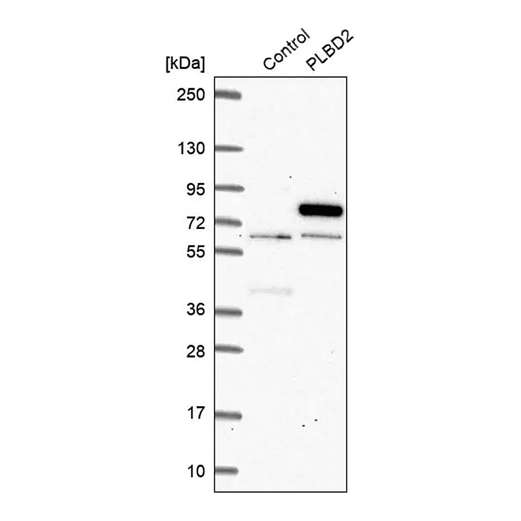 Merck Anti-PLBD2 antibody produced in rabbit